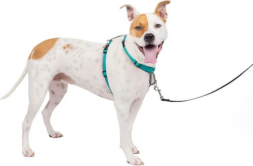 Why No Pull Harnesses are a Must-Have for New Dog Owners